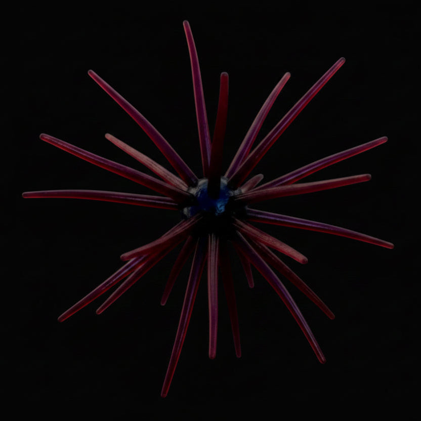 JERKIN URCHIN 25mm - SCUPPERNONG
