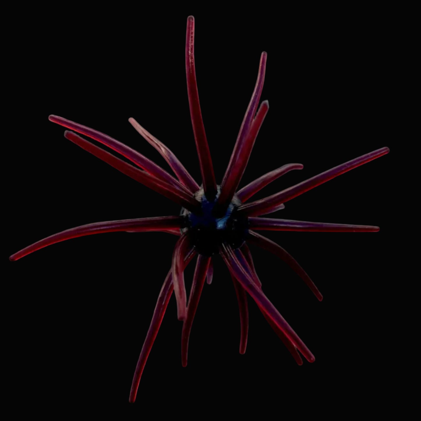 JERKIN URCHIN 25mm - SCUPPERNONG